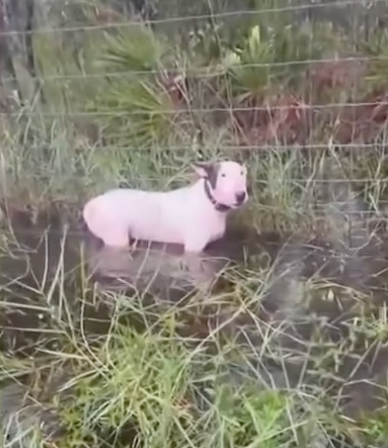 Tied to a Pole in a Hurricane—Trooper’s Rescue Demands Stronger Animal Abuse Penalties